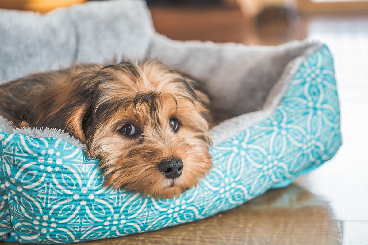 A closeup shot of a cute adorable sad-looking domestic Shih-poo type of dog indoors